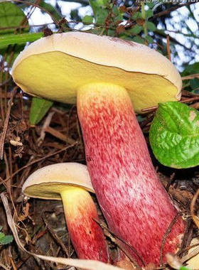 8送1香格里拉高原美食牛肚菌428克/瓶