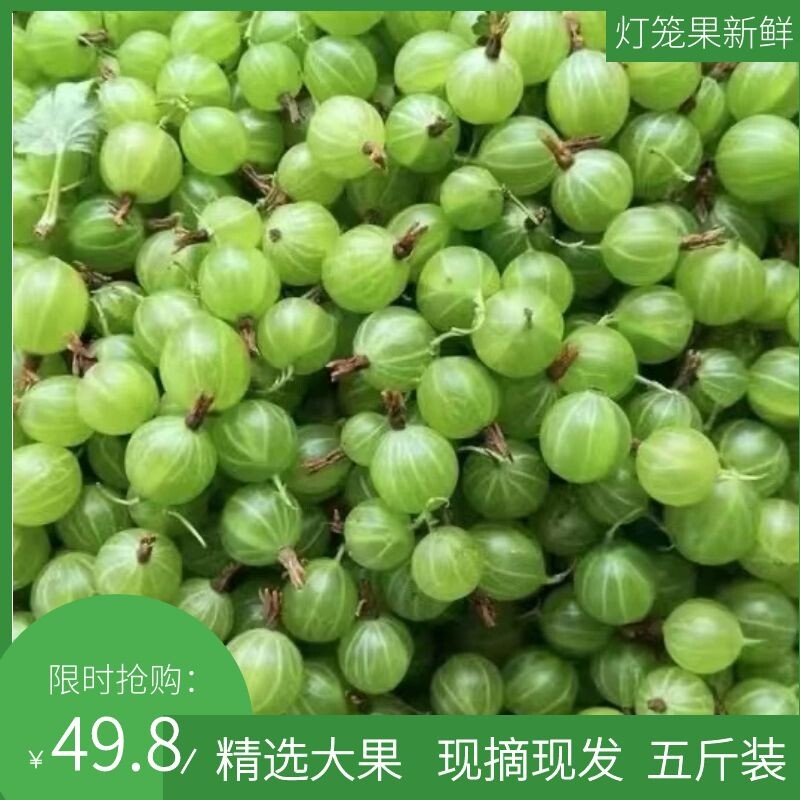 东北野生灯笼果新鲜鹅莓醋栗酸钉子现摘现发烂了包赔拍二送一斤