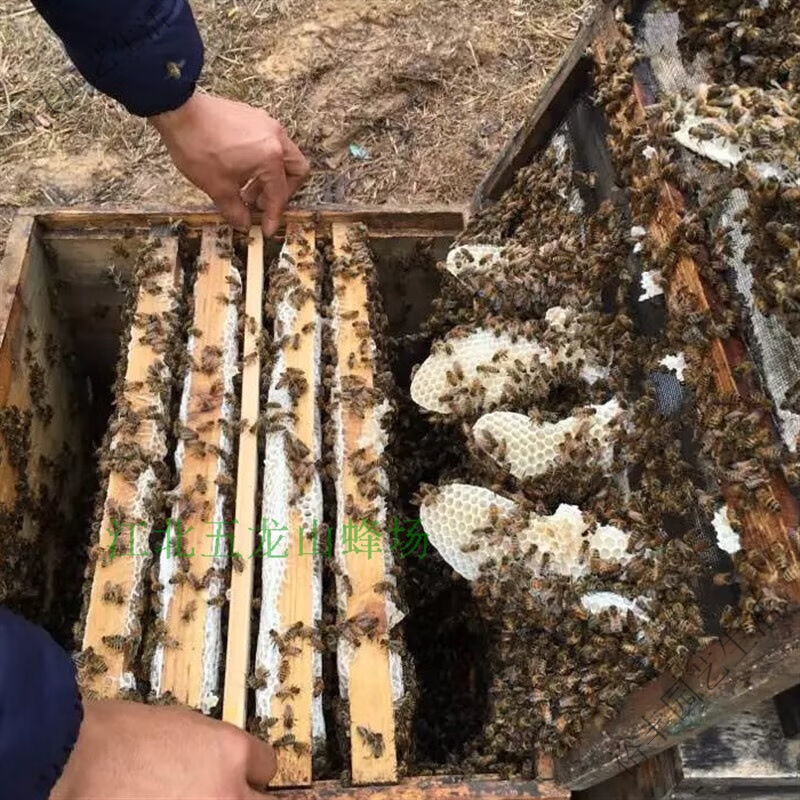 蜜蜂活体蜂群出售活体意蜂蜂群蜜蜂蜂群笼蜂蜂箱巢脾约1斤非中蜂