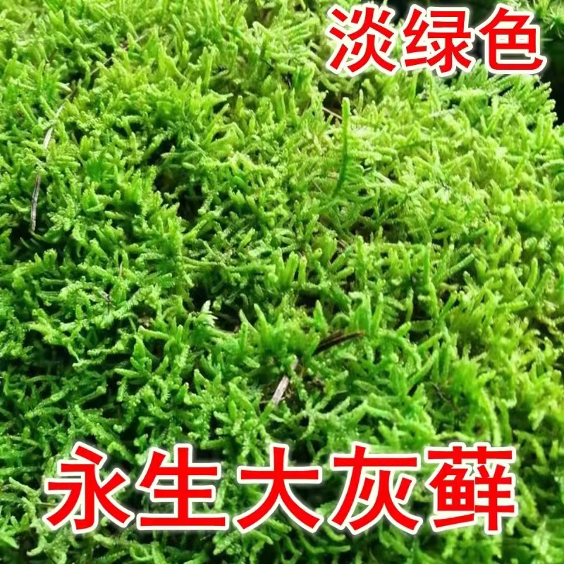 永生苔藓墙植物墙白发藓永生花鹿蕊藓永生大灰藓免养护不掉色