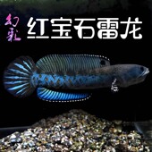 幻彩红宝石雷龙鱼幻彩蓝宝石雷龙黄嘴幻蓝幻红雷龙奶茶雷龙眼镜蛇