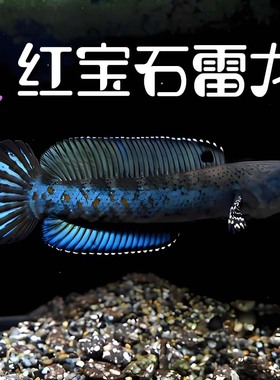 幻彩红宝石雷龙鱼幻彩蓝宝石雷龙黄嘴幻蓝幻红雷龙奶茶雷龙眼镜蛇