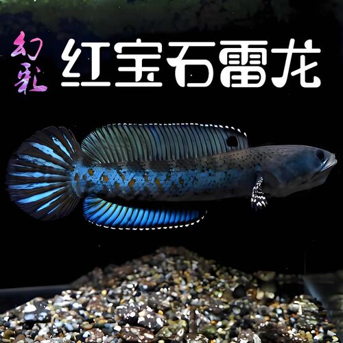 幻彩红宝石雷龙鱼幻彩蓝宝石雷龙黄嘴幻蓝幻红雷龙奶茶雷龙眼镜蛇