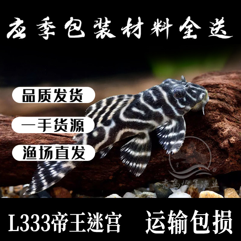 帝王迷宫老鼠斑异型l333人工鱼小型淡水鱼南美观赏鼠清道夫鱼底栖