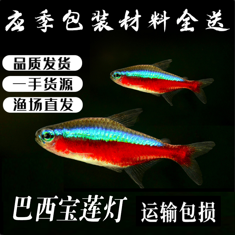 鱼红绿灯小型热带活体水族