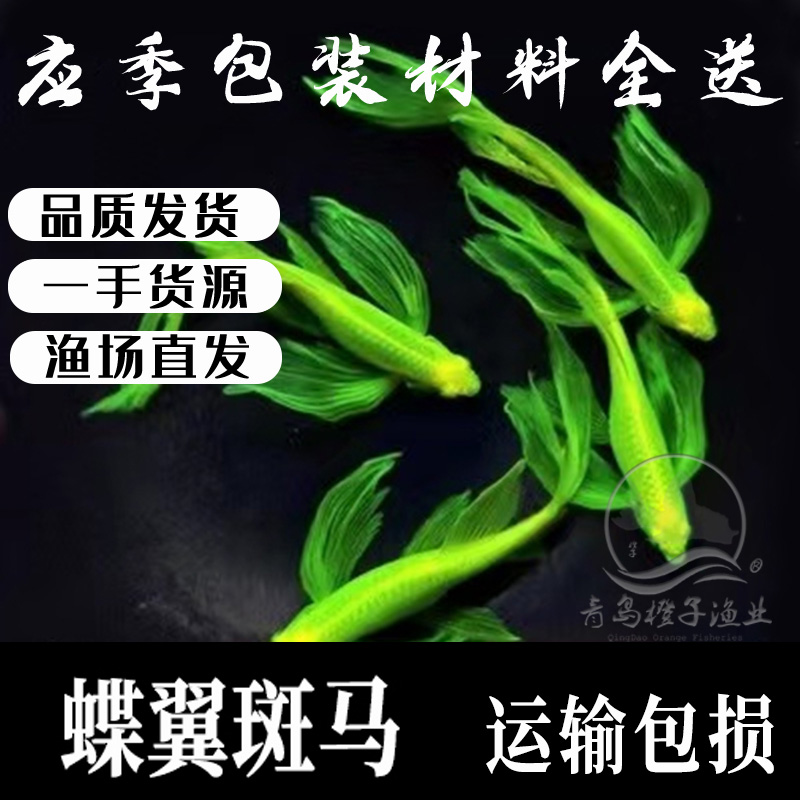 长尾公母斑马淡水蝶翼斑马鱼种鱼