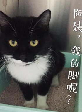 小天使 |三脚猫“三好”！已被领养撒花庆祝！50号小黄还在等家