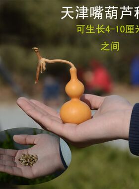 包邮特小葫芦种子10粒文玩观赏