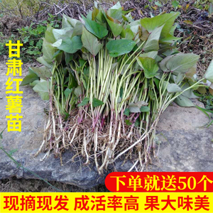 甘肃红薯苗西北老品种红芋秧子