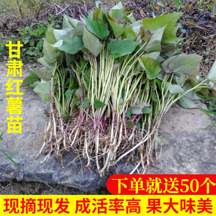 甘肃红薯苗 西北老品种红芋秧子高产种植吃叶地瓜苗板栗黄心200个