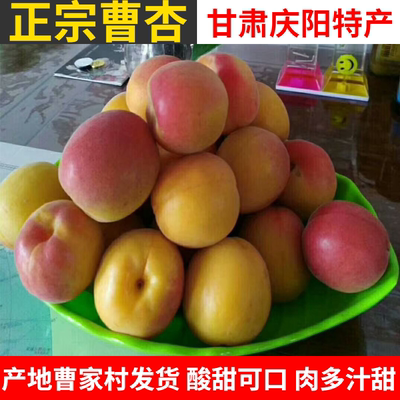 甘肃庆阳正宗曹杏子新鲜大黄杏现摘酸甜宁县当季水果礼盒5斤顺丰
