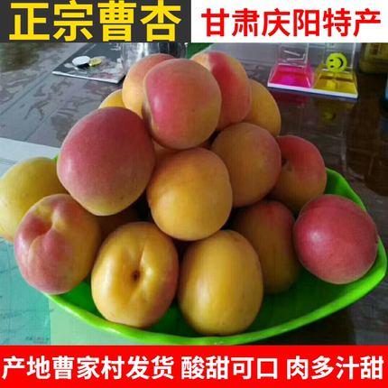甘肃庆阳正宗曹杏子新鲜大黄杏现摘酸甜宁县当季水果礼盒5斤顺丰