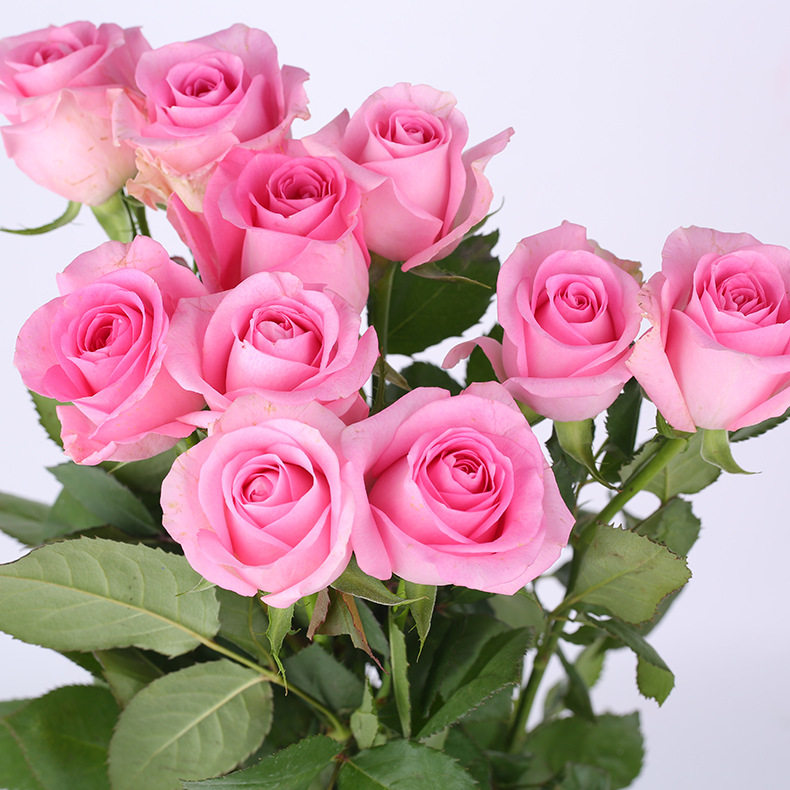 【苏醒玫瑰花苗】桃色切花月季丰花灌木阳台庭院花卉盆栽观花植物