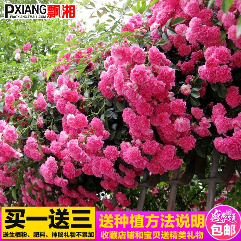 Ǿޱ»¨Ãç5ÄêÅÀÌÙÃçÅÊÔ®»¨»Ü¹Û»¨Ö²ÎïÂÌÖ²ÊÒÄÚÑǫ̂ÅèÔÔÈüÔ¼¾Ãµ¹å