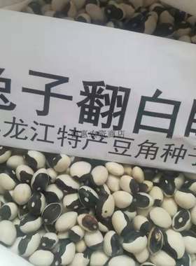 东北翻白眼喜鹊豆豆包邮种子