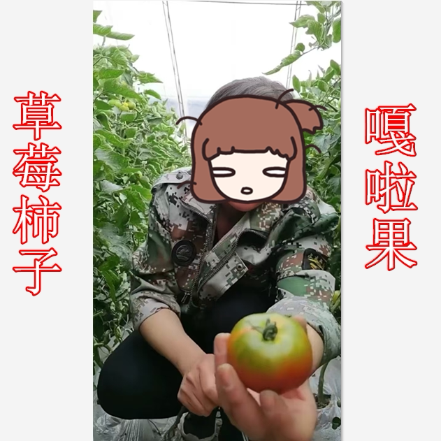 东北西红柿种子草莓柿子种子铁皮家庭园艺种子