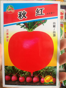 佳木斯龙丰种子东北大萝卜种子籽 秋红大萝卜籽 红萝卜籽10克包邮