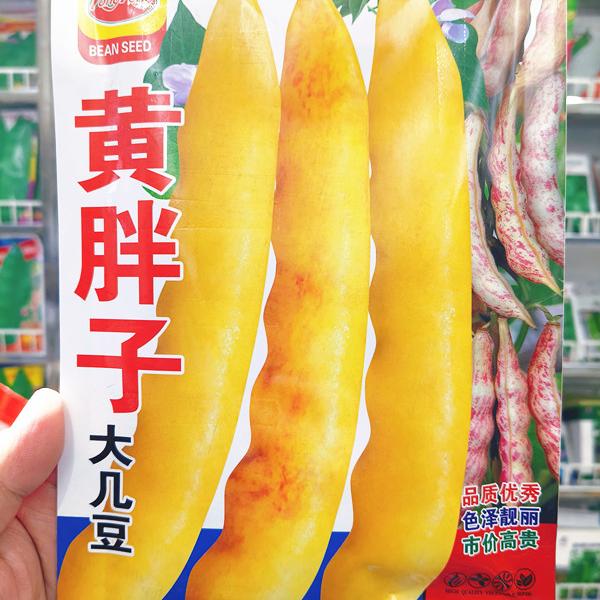 东北豆角种子籽黄色油豆面豆无筋黄胖子黄金钩搭架豆角种子100克