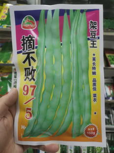 东北豆角种子摘不败大连白豆角种子白不老架豆王种子150克/袋包