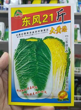 东北蔬菜种子大白菜黄心芯包心酸菜用东风21斤大棵白菜20克