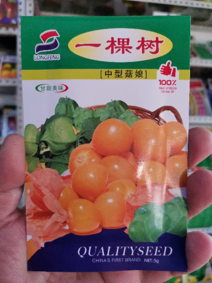 东北特产菇茑种子铁把青小茹娘种子籽姑鸟一棵树中姑娘种子包邮