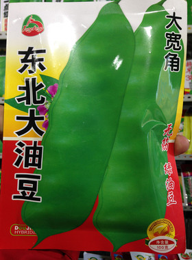 佳木斯龙丰种子 油豆角种子籽 豆角籽 翠花东北大油豆角100克包邮
