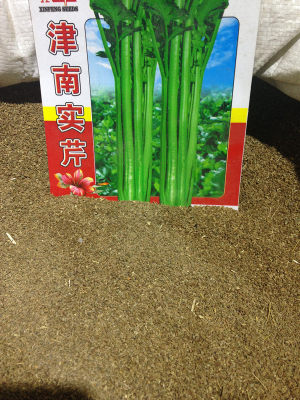 佳木斯实心大棚栽培芹菜种子包邮