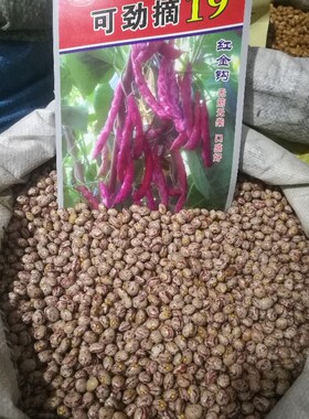 佳木斯龙丰蔬菜种子可劲摘19红金钩油豆角种子鼓豆豆角大棚陆地用