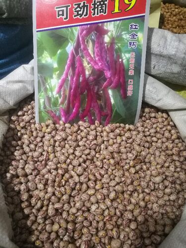 佳木斯龙丰蔬菜种子可劲摘19红金钩油豆角种子鼓豆豆角大棚陆地用 - 封面