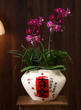 中国风陶瓷花盆手绘喜乐轻奢高级感桌面家用蝴蝶兰发财树花卉盆栽