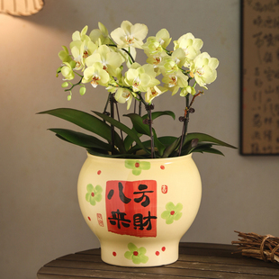 中国风花盆陶瓷手绘八方来财高档大号发财树流泉枫蝴蝶兰绿植盆栽
