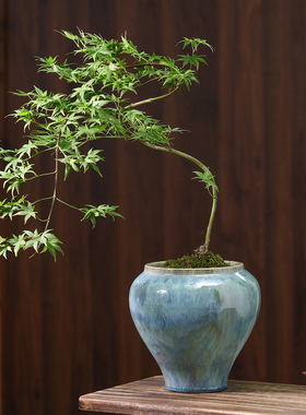 简约花盆陶瓷客厅家用流釉水墨兰流泉枫龟背竹绿植花卉专用盆栽