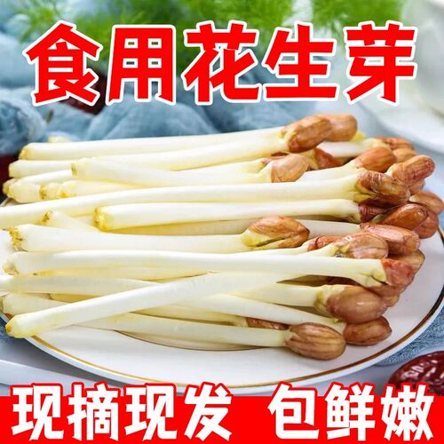 新鲜花生芽新鲜蔬菜可吃花生豆芽菜食用花生苗芽苗菜【现摘现发】