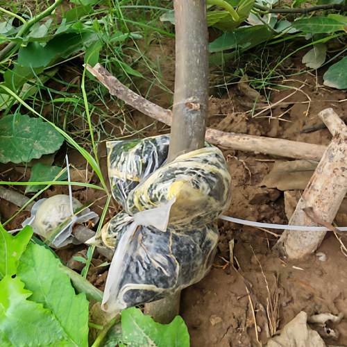 C绿乔丹等无花果果树高压包苗等观赏盆栽阳台种植