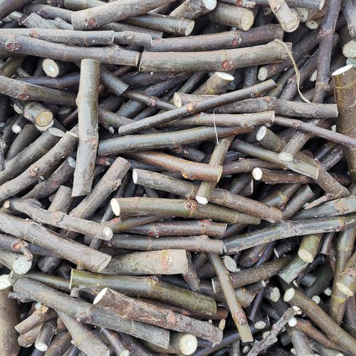 公主巴斯克卡莫娜无花果嫁接枝条