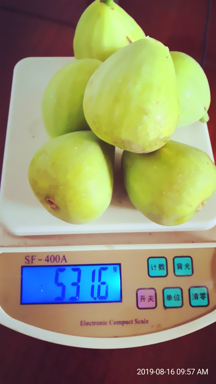 斯特拉斯优8号优斯大叶斯特拉108b无花果品种苗枝条