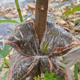 A无花果果树高压包苗巴斯最爱等观赏盆栽阳台种植