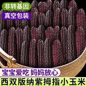 云南西双版纳拇指玉米新鲜甜香白糯紫糯迷你宝宝手指玉米早餐代餐