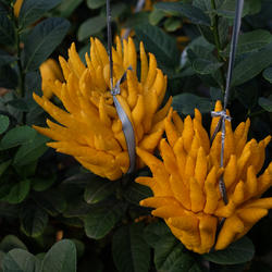 【佛手大果】金华佛手新鲜大佛手果佛手柑香橼水养金佛手现摘现发