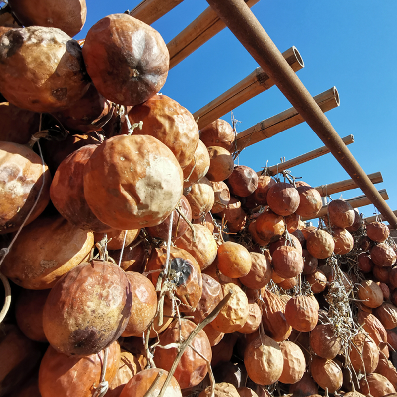 野生瓜蒌中药材 全瓜蒌实栝楼丝薤白干货无硫无添加 新货整糖瓜蒌