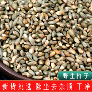 沂蒙山侧柏籽野生新货柏子仁原料侧柏树种子中药材柏籽枕头柏果子