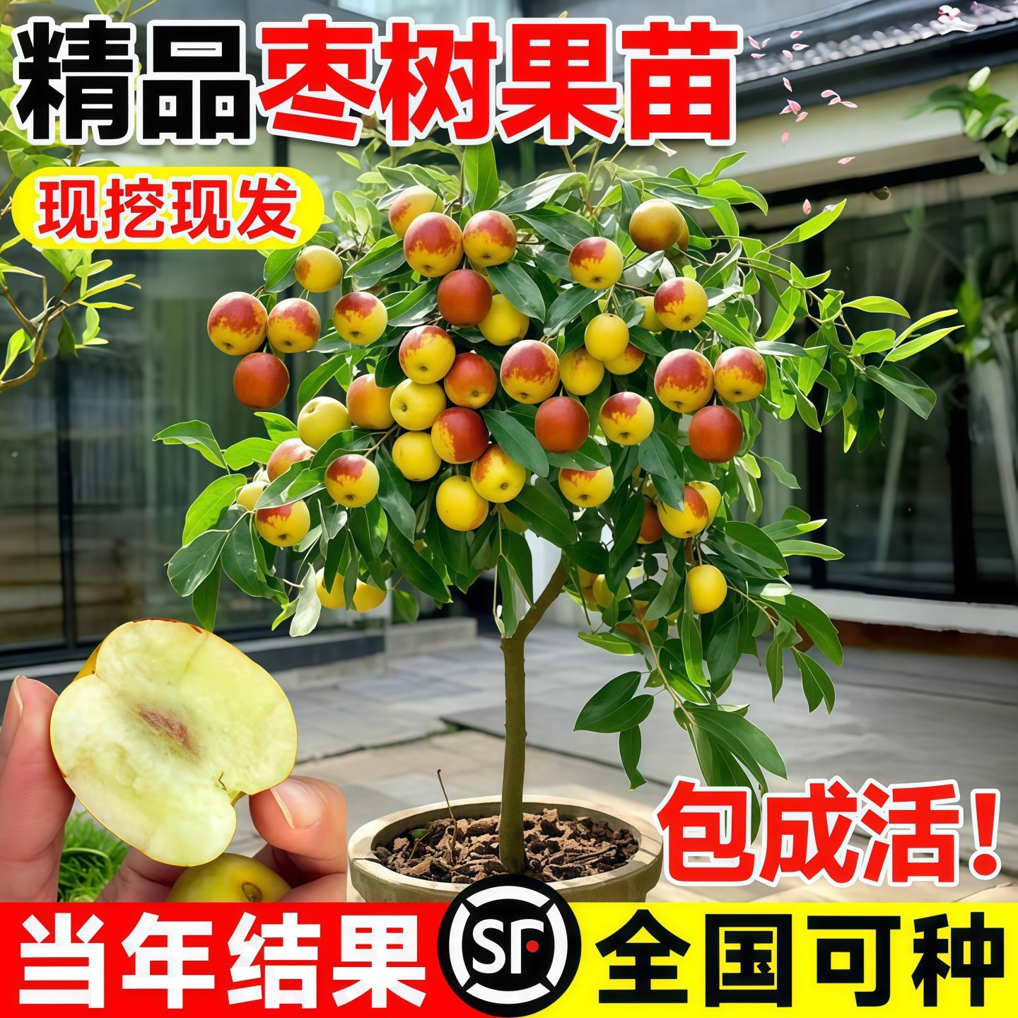 枣树活苗大枣超甜带土球南北方沾化冬枣大树矮化嫁接苗超甜特大号