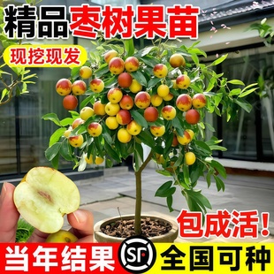 枣树活苗大枣超甜带土球南北方沾化冬枣大树矮化嫁接苗超甜特大号