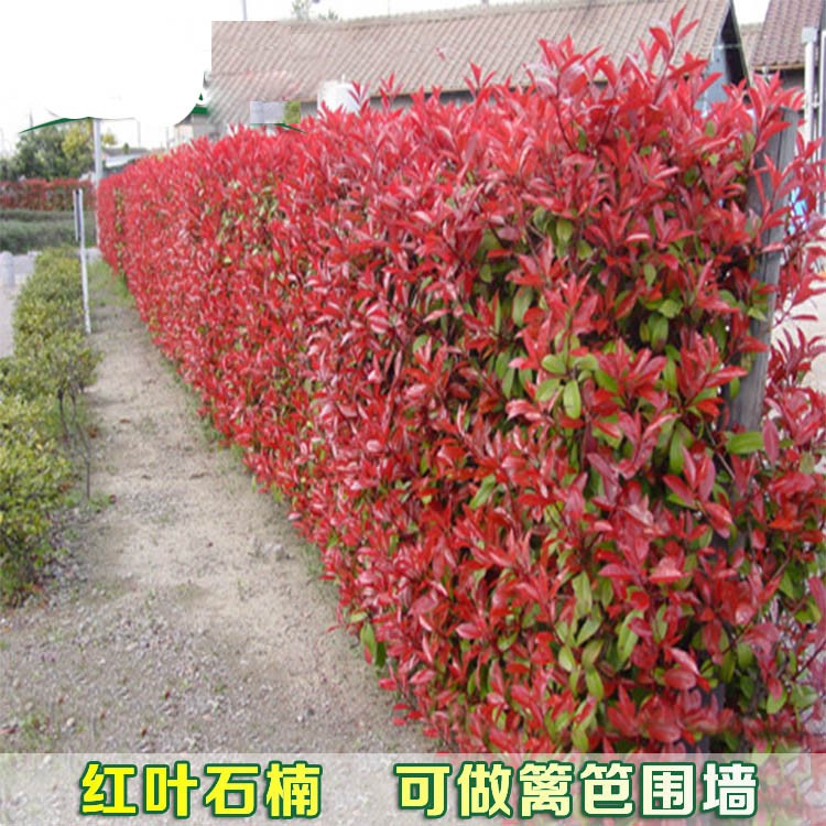 紅葉石楠樹苗四季常青庭院別墅綠化苗木盆栽紅羅賓籬笆苗景觀包郵