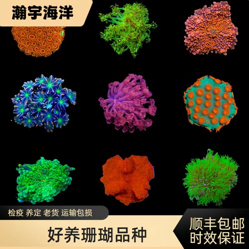 海水鱼缸活体珊瑚生物新手推荐好养易活LPS人工繁育珊瑚