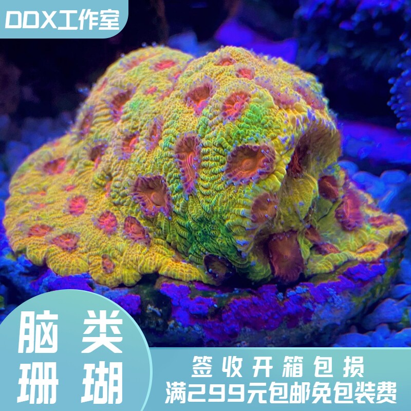 角蜂巢珊瑚 百科图片 饲养繁殖 雌雄鉴别 Sbike