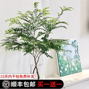 美男树水养鲜切植物枝条水培客z厅真树枝绿植盆栽吊钟马醉木顺丰