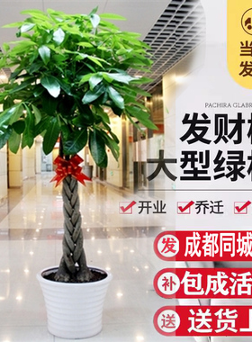 成都植物销售大辫发财树招财树盆栽办公室客厅商场开业送礼大盆栽