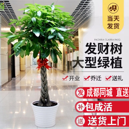 成都植物销售大辫发财树招财树盆栽办公室客厅商场开业送礼大盆栽