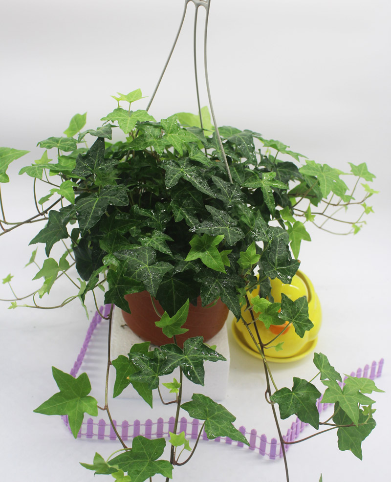 成都植物销售长春藤阳台垂吊植物